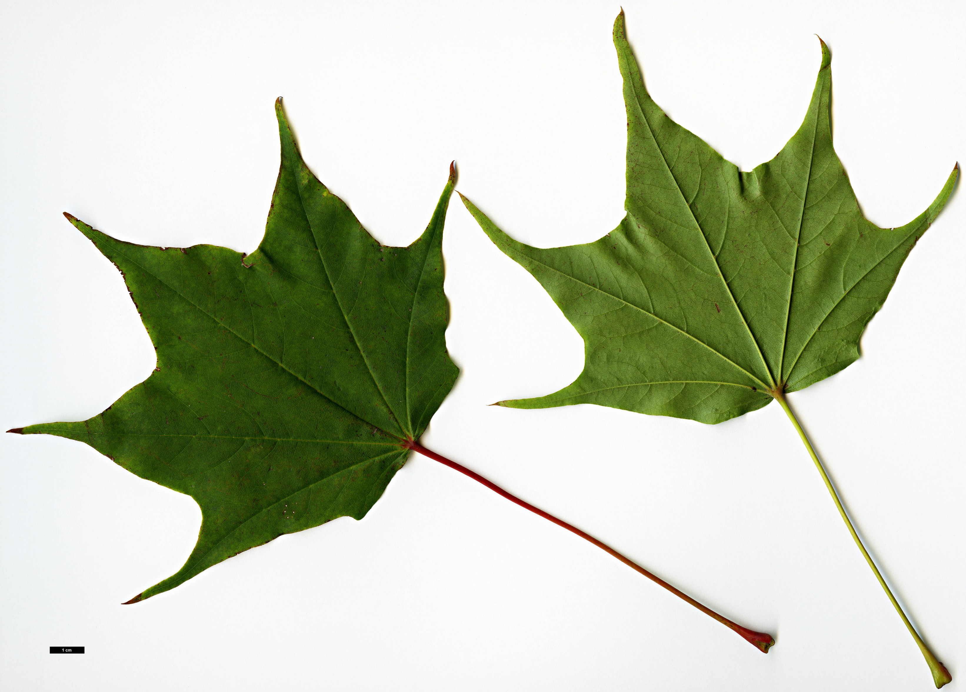 High resolution image: Family: Sapindaceae - Genus: Acer - Taxon: pictum - SpeciesSub: subsp. mono